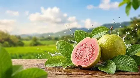 Guava (পেয়ারা)